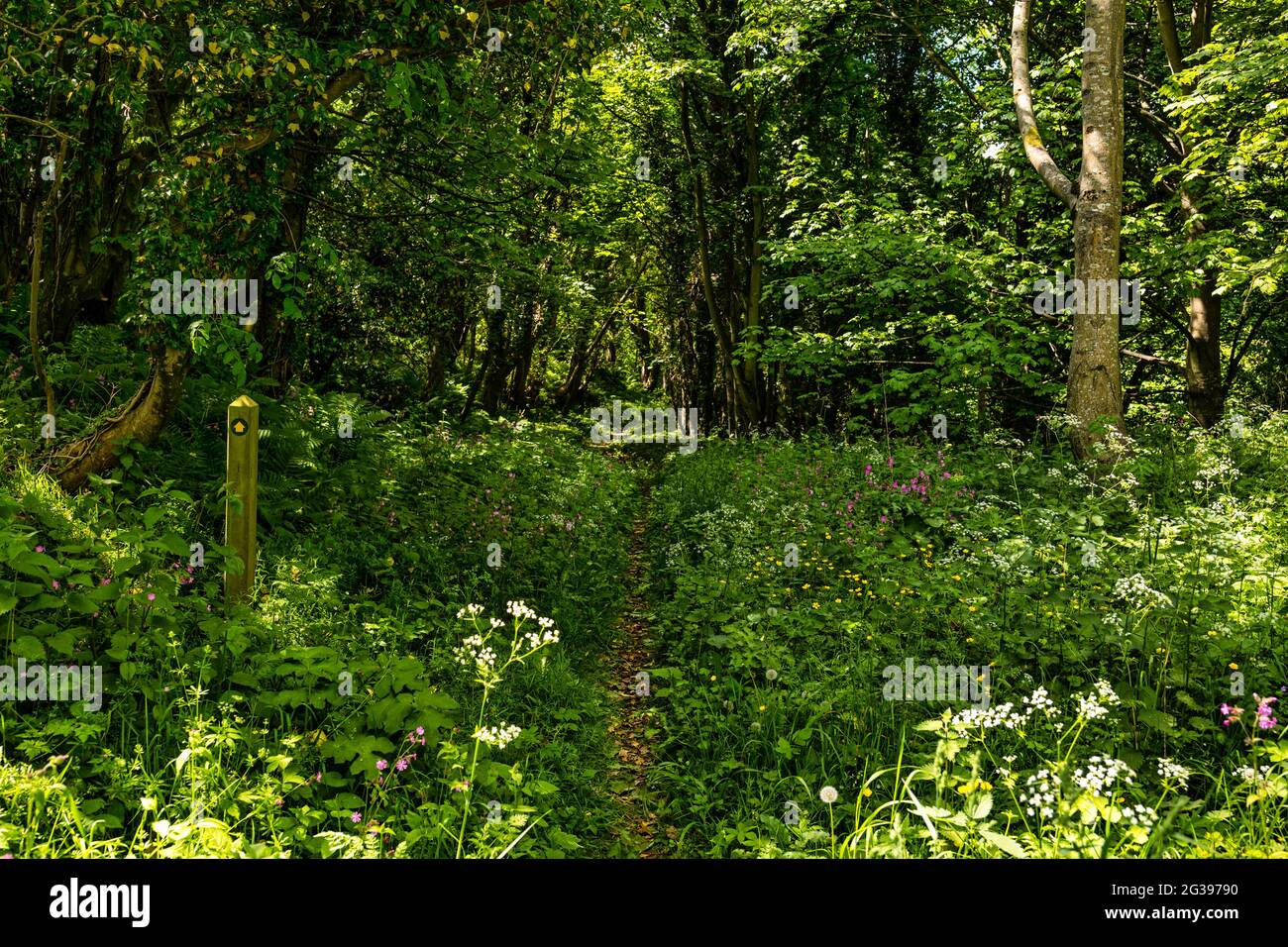 Percorso nel bosco con fiori selvatici estivi e segnavia, Pease Dean, Berwickshire, Scottish Borders, Scozia, REGNO UNITO Foto Stock