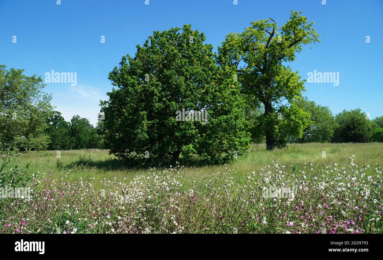 Alberi in fiore selvaggio prato sole e cielo blu. Foto Stock
