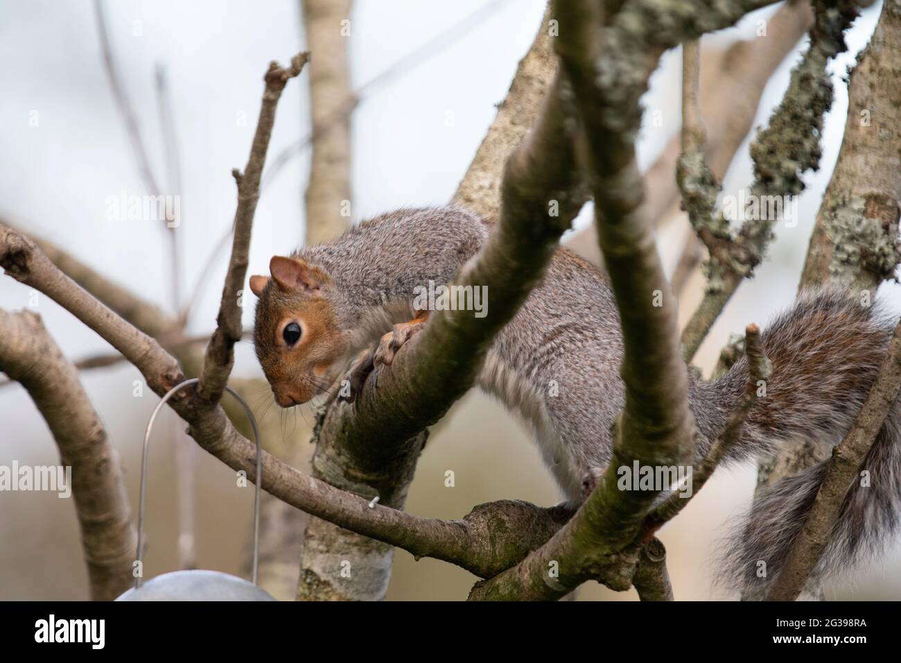 Scoiattolo grigio all'aperto nel Regno Unito Foto Stock