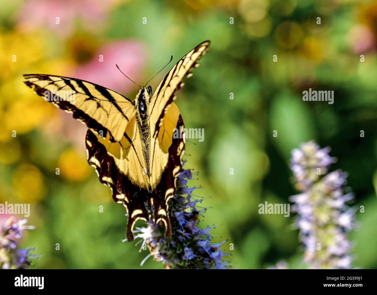 Una farfalla a coda di rondine della tigre orientale (Papilio glaucus) decora da un fiore con le ali aperte e le ali anteriori separate dalle ali posteriori. Foto Stock