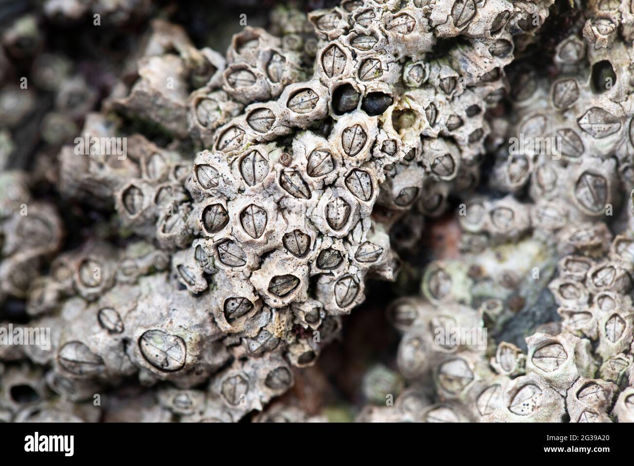 Barnacles su una roccia, spiaggia in Cornovaglia, Regno Unito Foto Stock