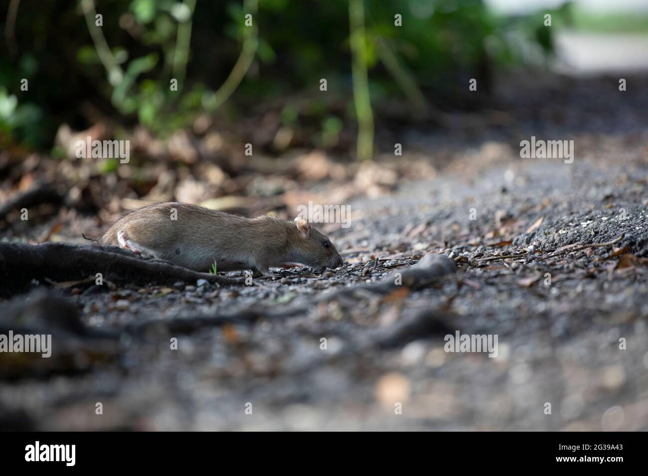 Ratto marrone a terra, Inghilterra, Regno Unito Foto Stock