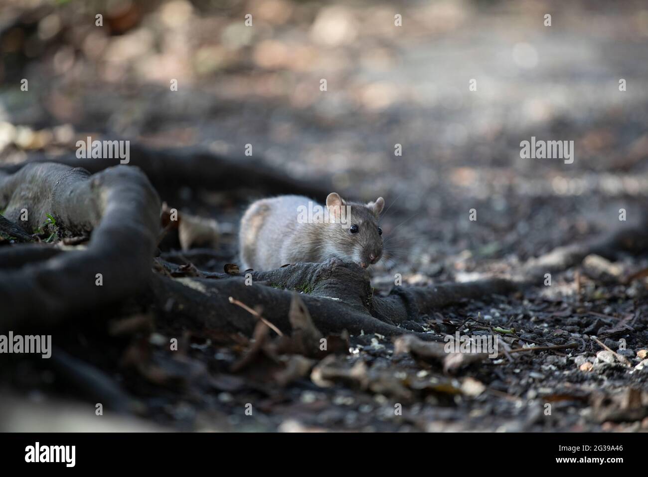 Ratto marrone a terra, Inghilterra, Regno Unito Foto Stock