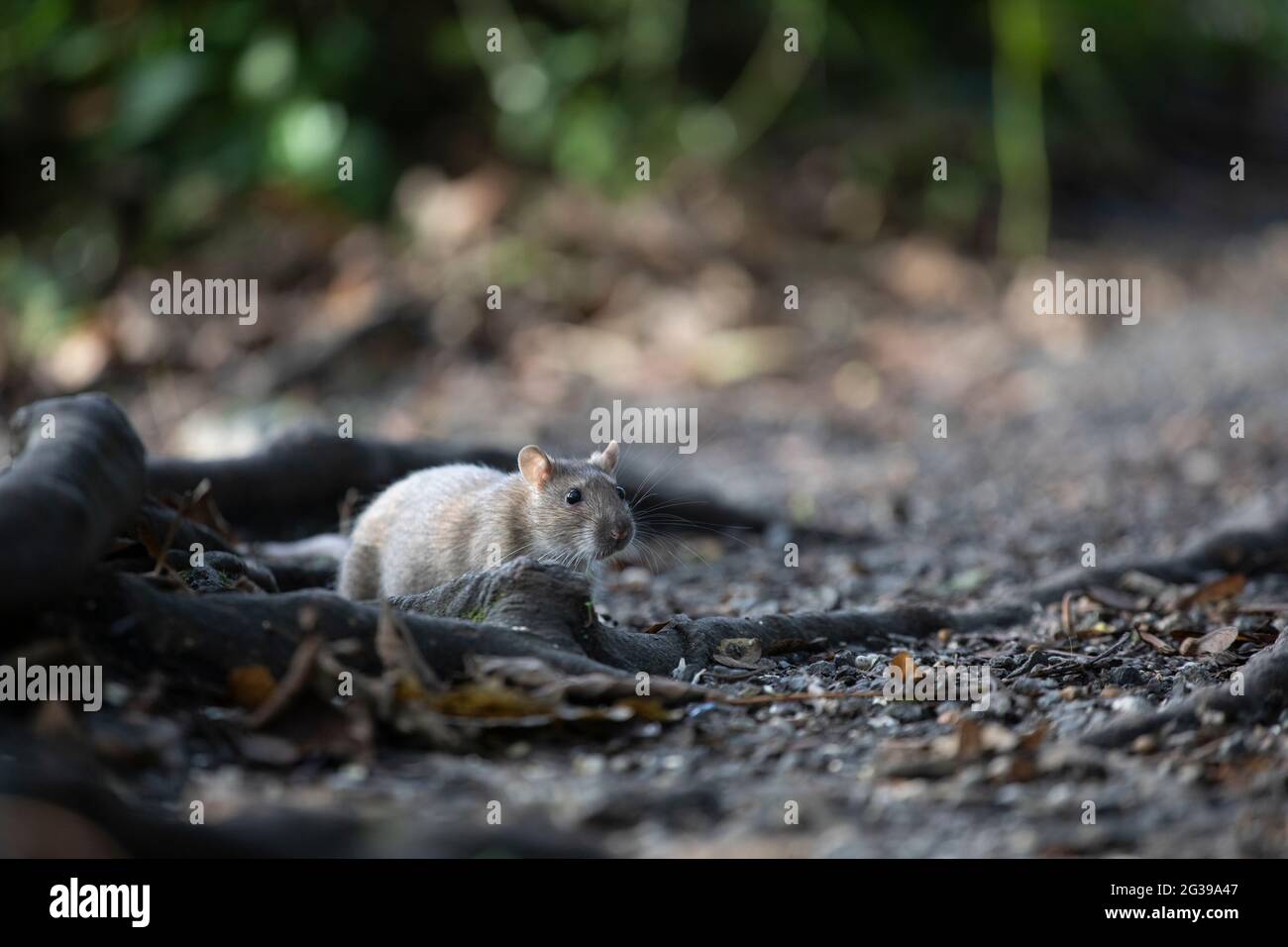 Ratto marrone a terra, Inghilterra, Regno Unito Foto Stock