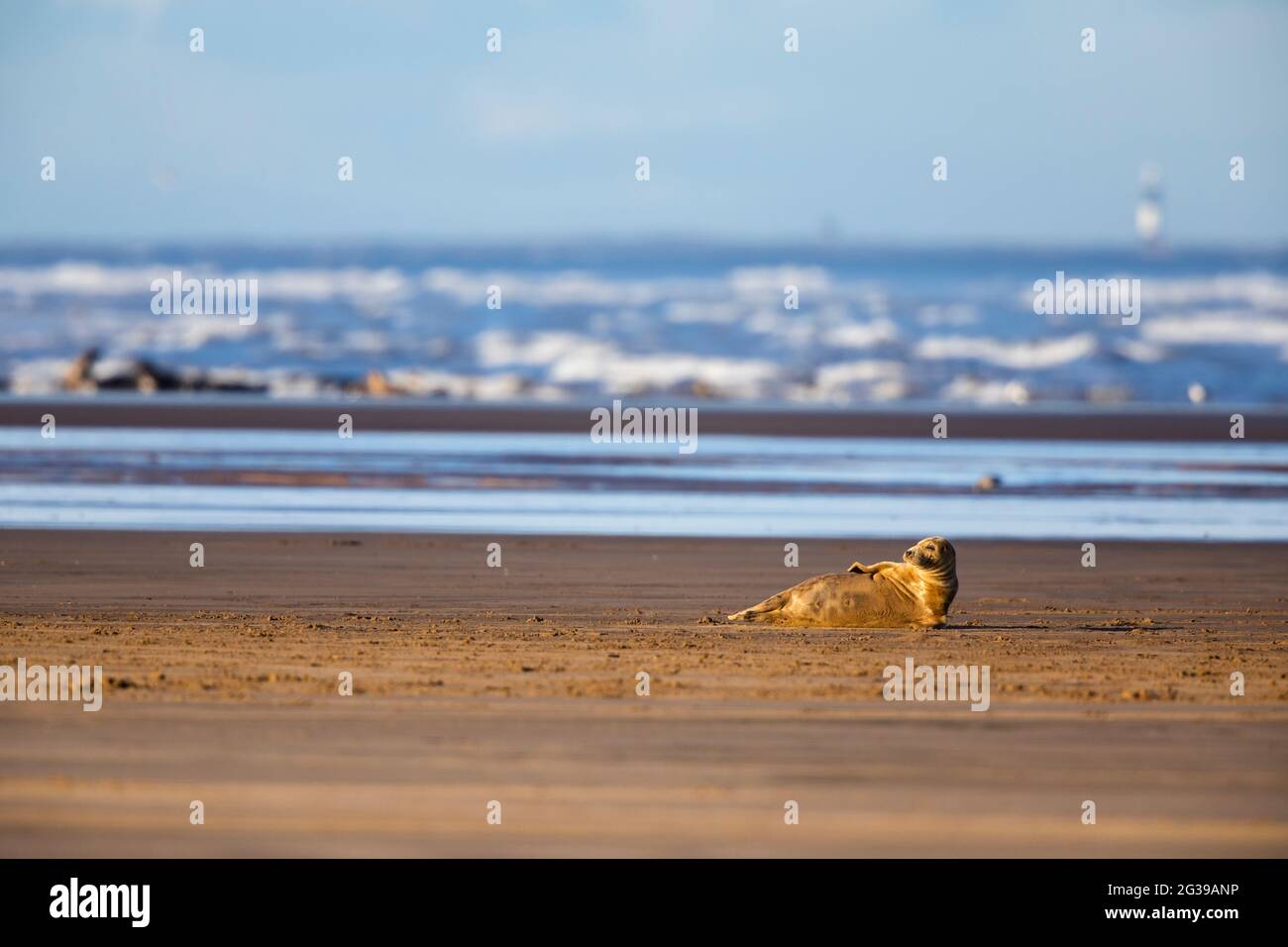 Colonia di foche grigie su una spiaggia al tramonto, Donna Nook, Inghilterra Foto Stock