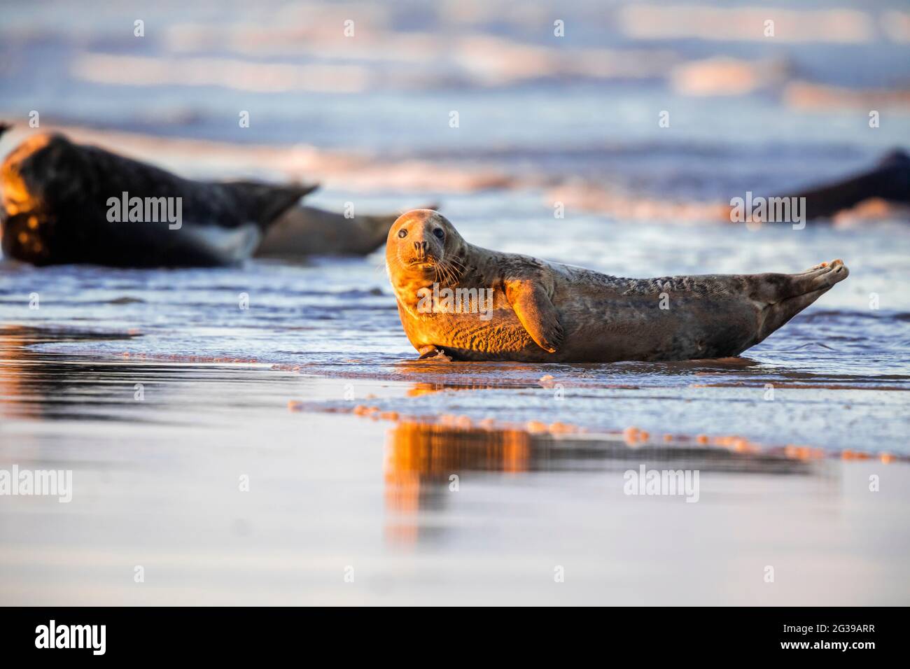 Colonia di foche grigie su una spiaggia al tramonto, Donna Nook, Inghilterra Foto Stock