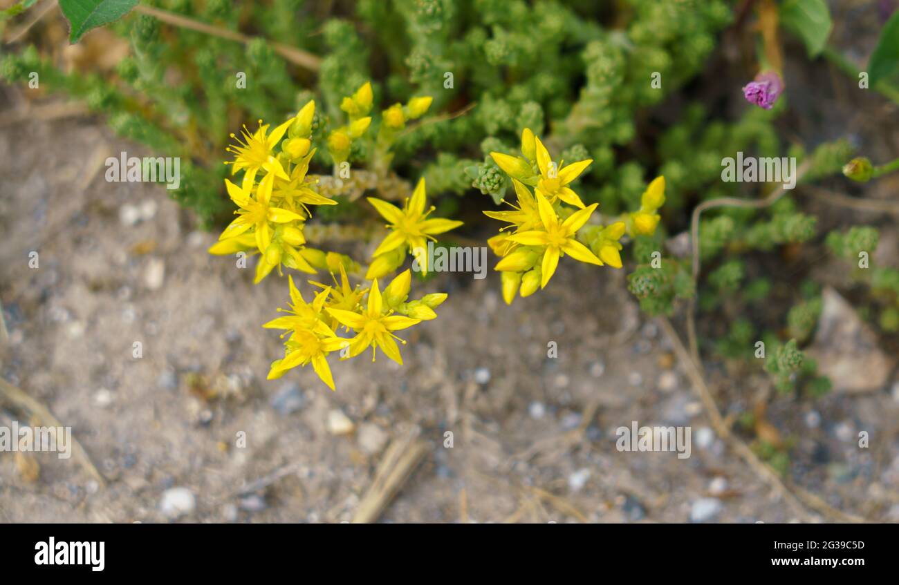 Wallpepper, stonecrop di mordimento, stonecrop di oro (acro di Sedum) in fiore giallo brillante bello Foto Stock