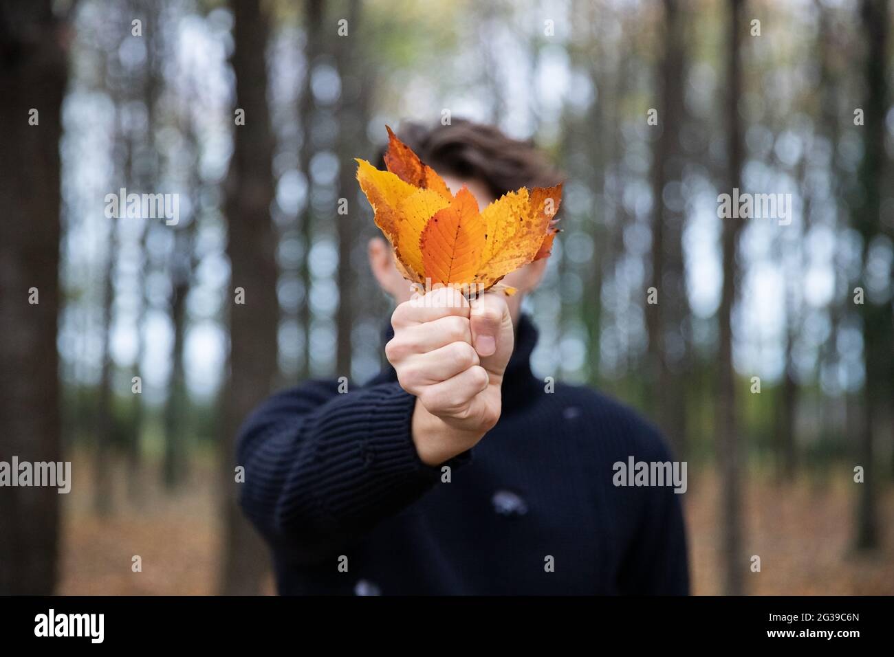 Un uomo tiene in mano foglie d'arancio, è in una foresta, indossa un maglione di lana, è autunno e le foglie sono cadute da un albero. Foto Stock
