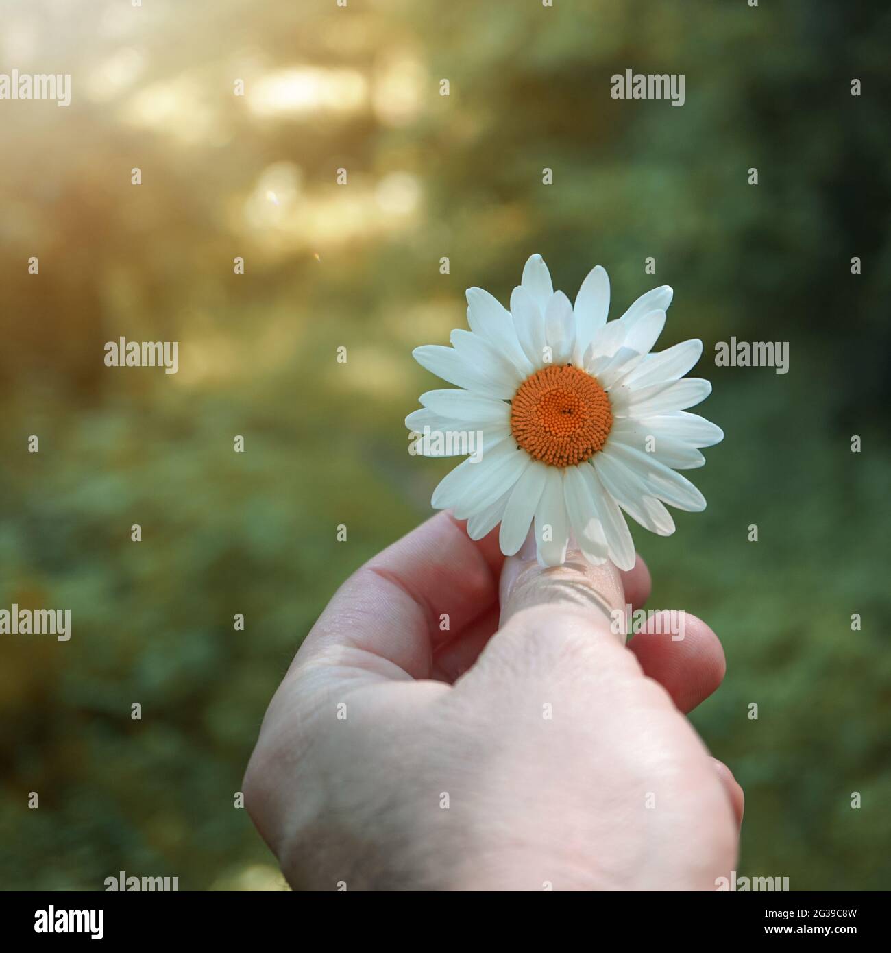 mano con un bel fiore daisy sentire la natura Foto Stock