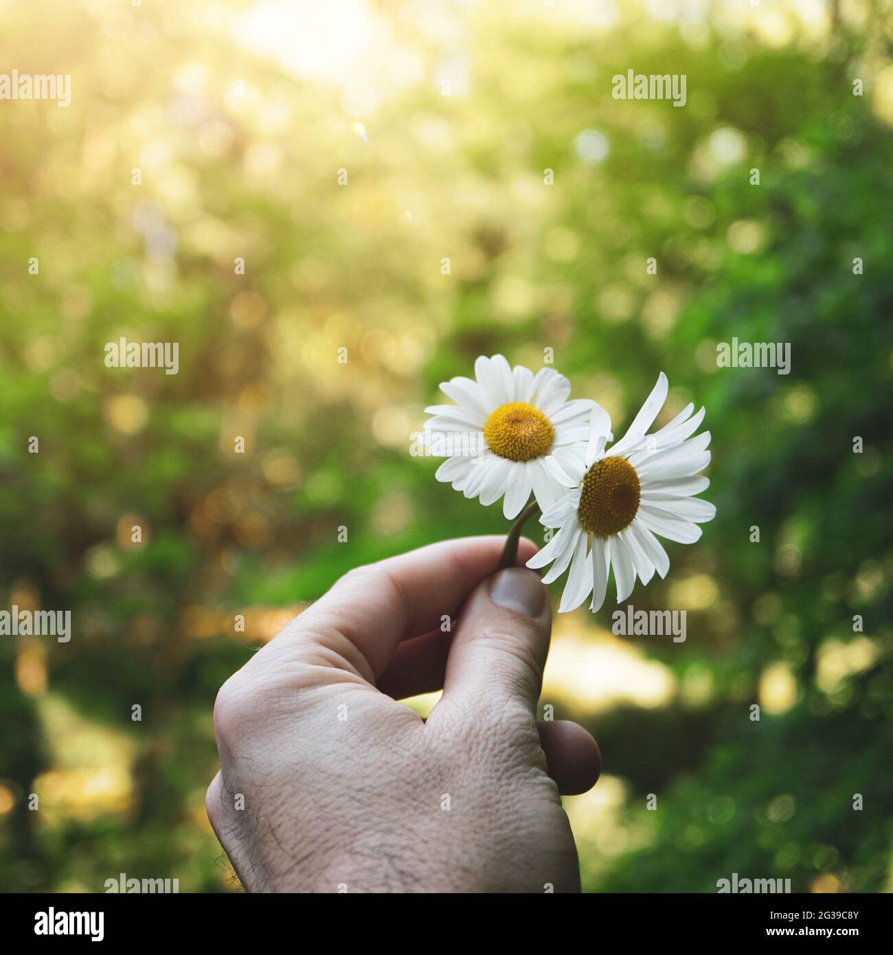 mano con un bel fiore daisy sentire la natura Foto Stock