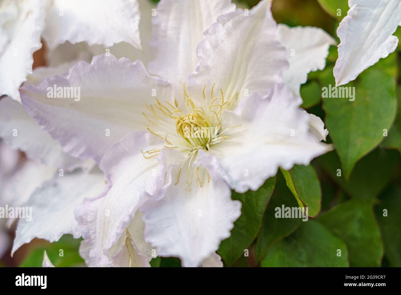 grande clematis bianco fiorito 'duchess of edinburgh' in fiore d'estate Foto Stock