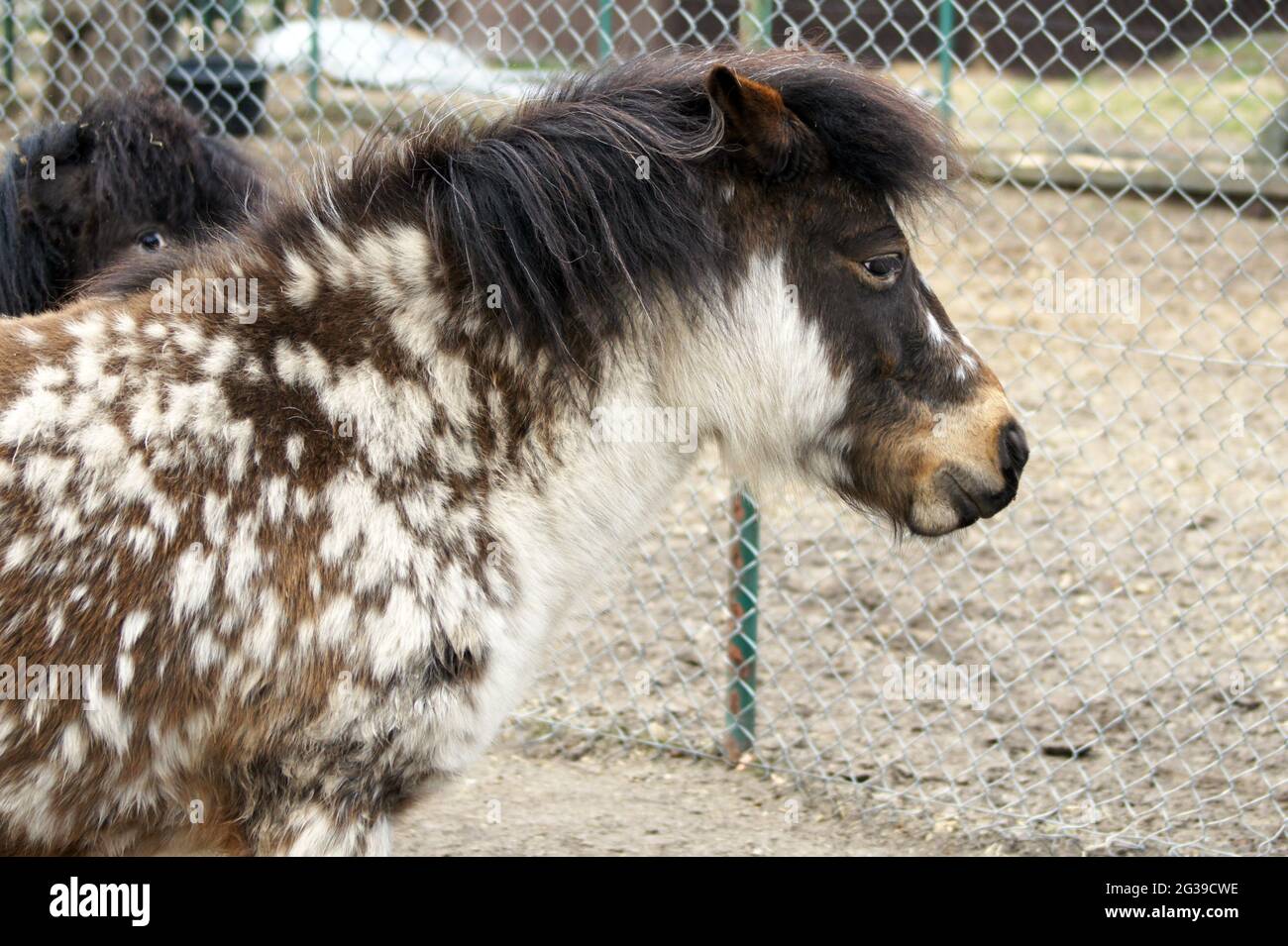 Pony Shetland ritratto Foto Stock