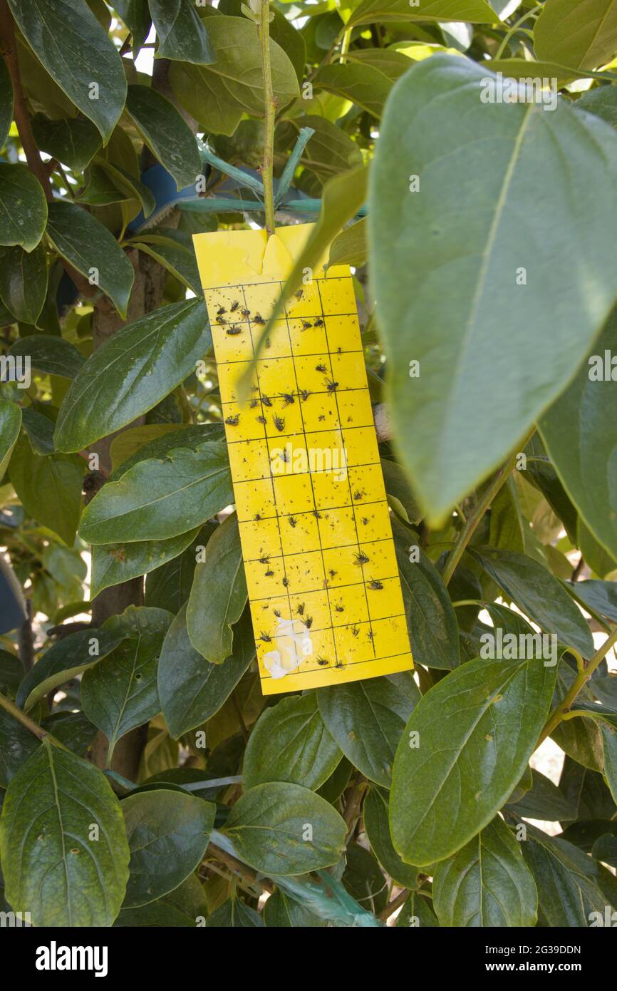 Piastra gialla per la cattura di massa e non selettiva di piccoli insetti alati, afidi, fiancate, coccinellidi adulti, ecc., che sono attratti dal Foto Stock