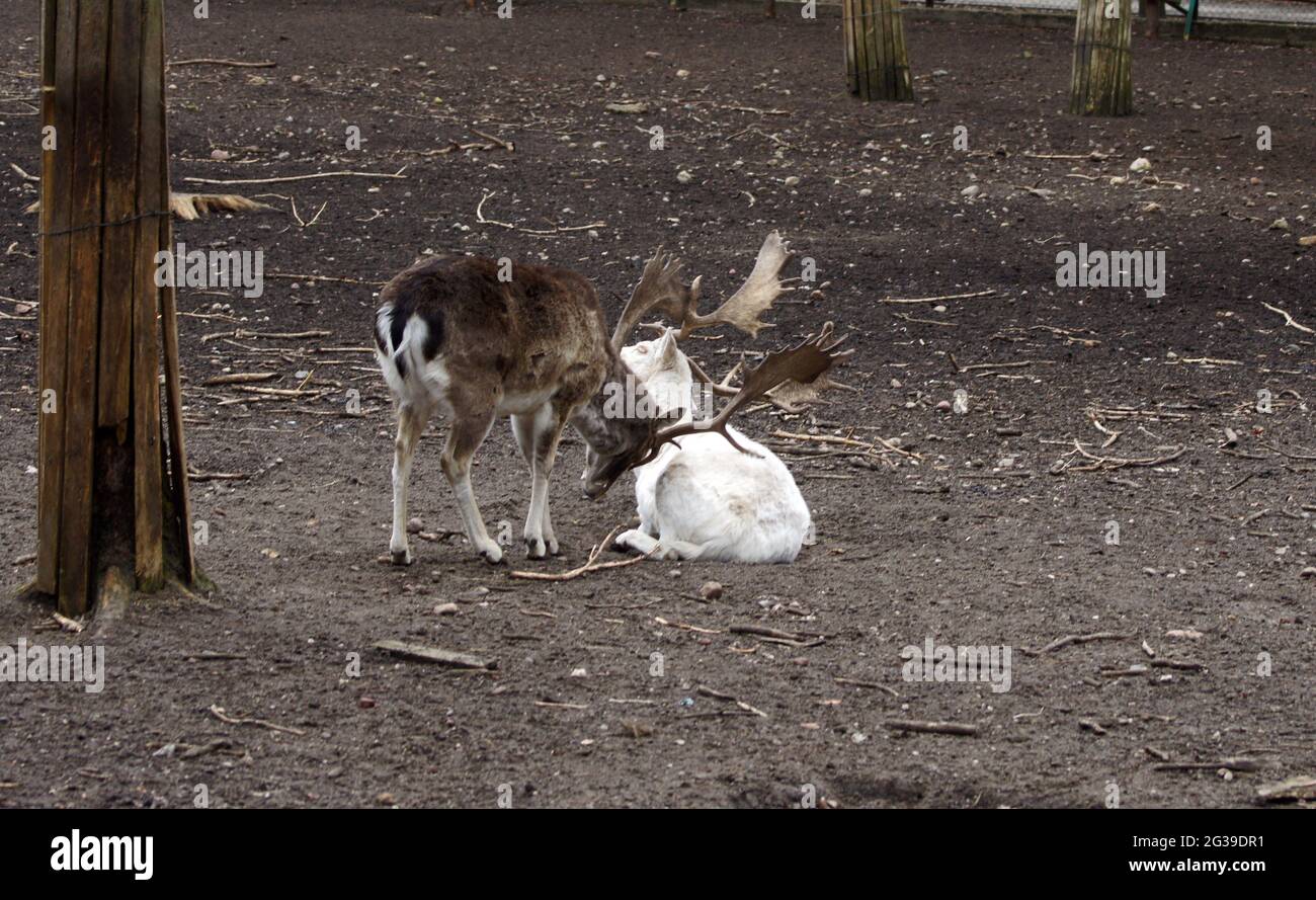 I deers del fiatto nella rut Foto Stock