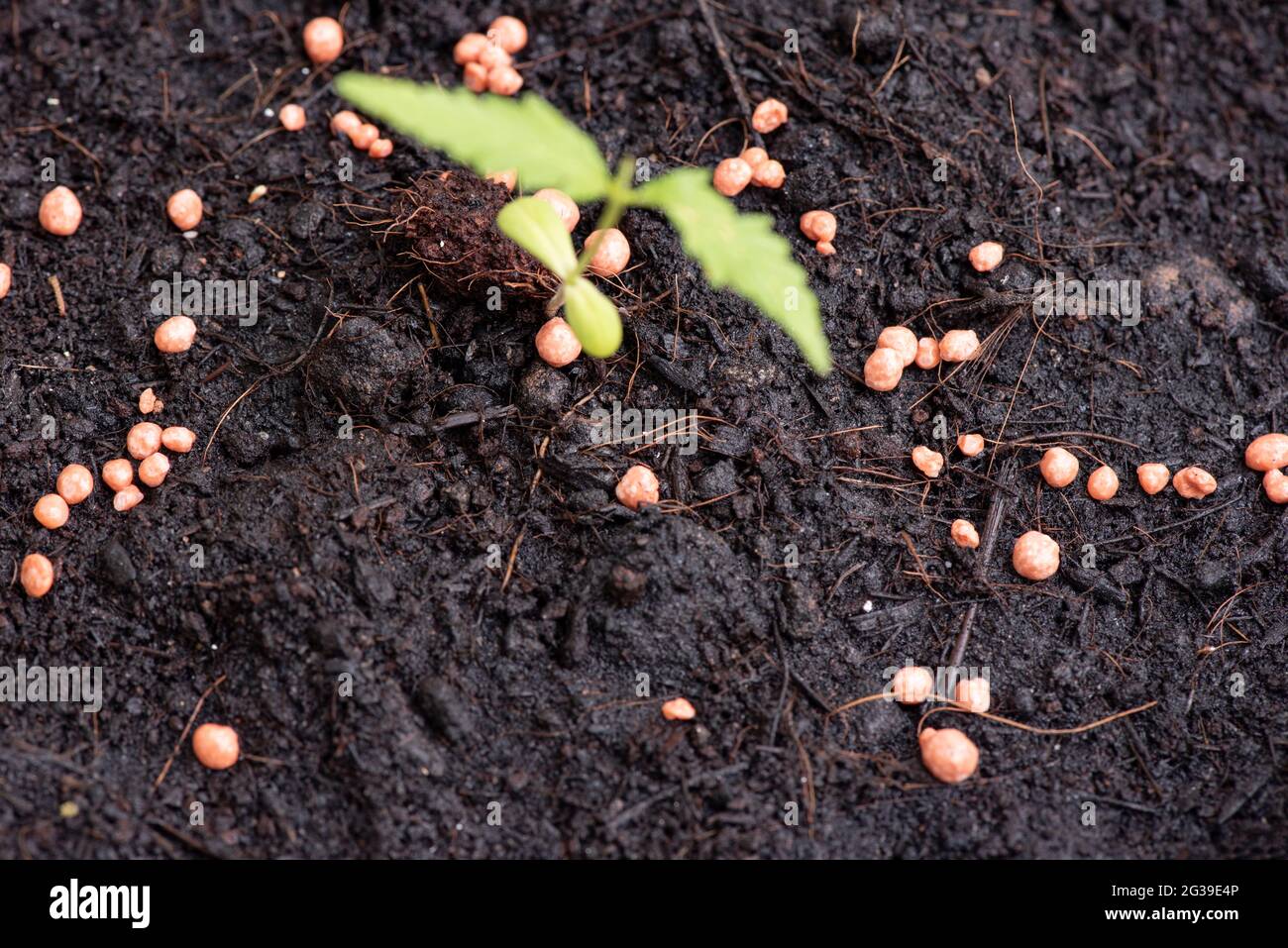 Fertilizzante pianta cibo per suolo terra per piantare germogli di alberi vegetali e giardino di fiori, fertilizzante e l'industria agricola e prendersi cura di piante Foto Stock