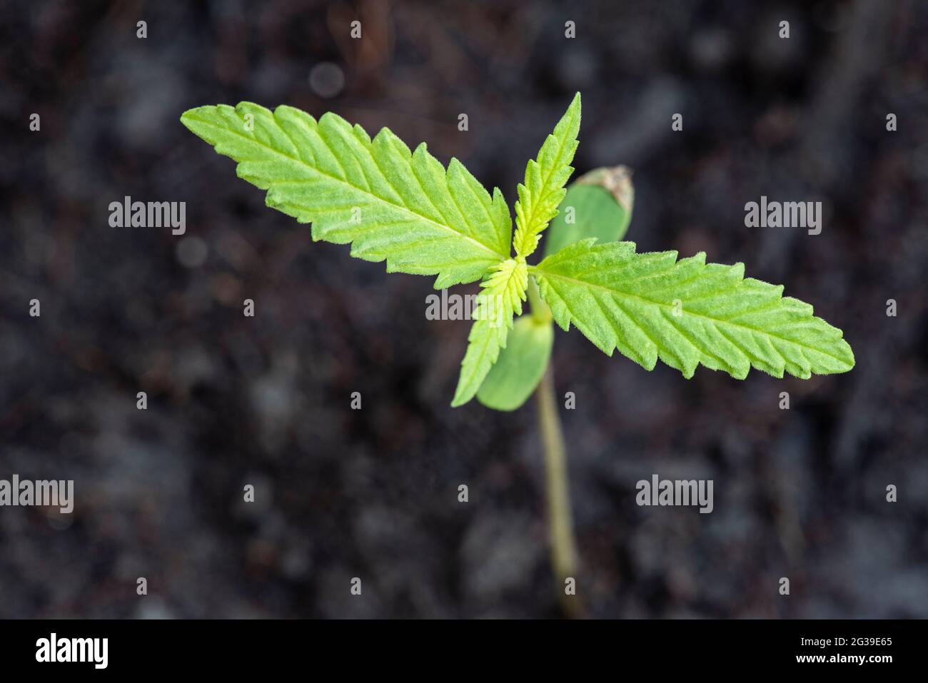 Semi di marijuana semi di canapa verde naturale piccolo germoglio di  germogli, semi di cannabis su sfondo di suolo, primo piano di piantare semi  di canapa agricoltura erbe medic Foto stock -