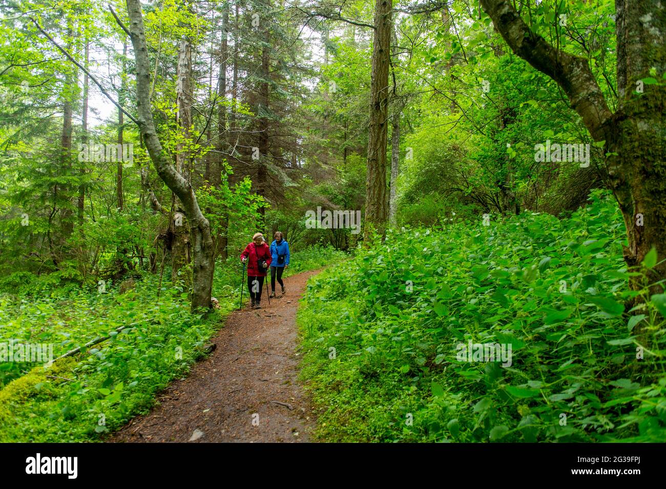Donne anziane (modello rilasciato) che camminano attraverso la foresta sul Sentiero del Parco di Stato di ostruzionismo Pass sull'Isola di Orcas nelle Isole San Juan a Washington Foto Stock