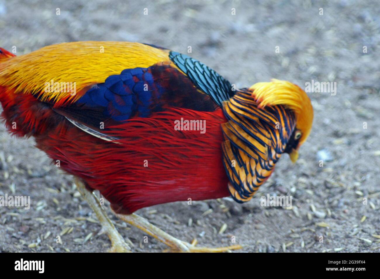 Bel fagiano d'oro- uccelli sono la decorazione popolare del parco, specie è in pericolo Foto Stock