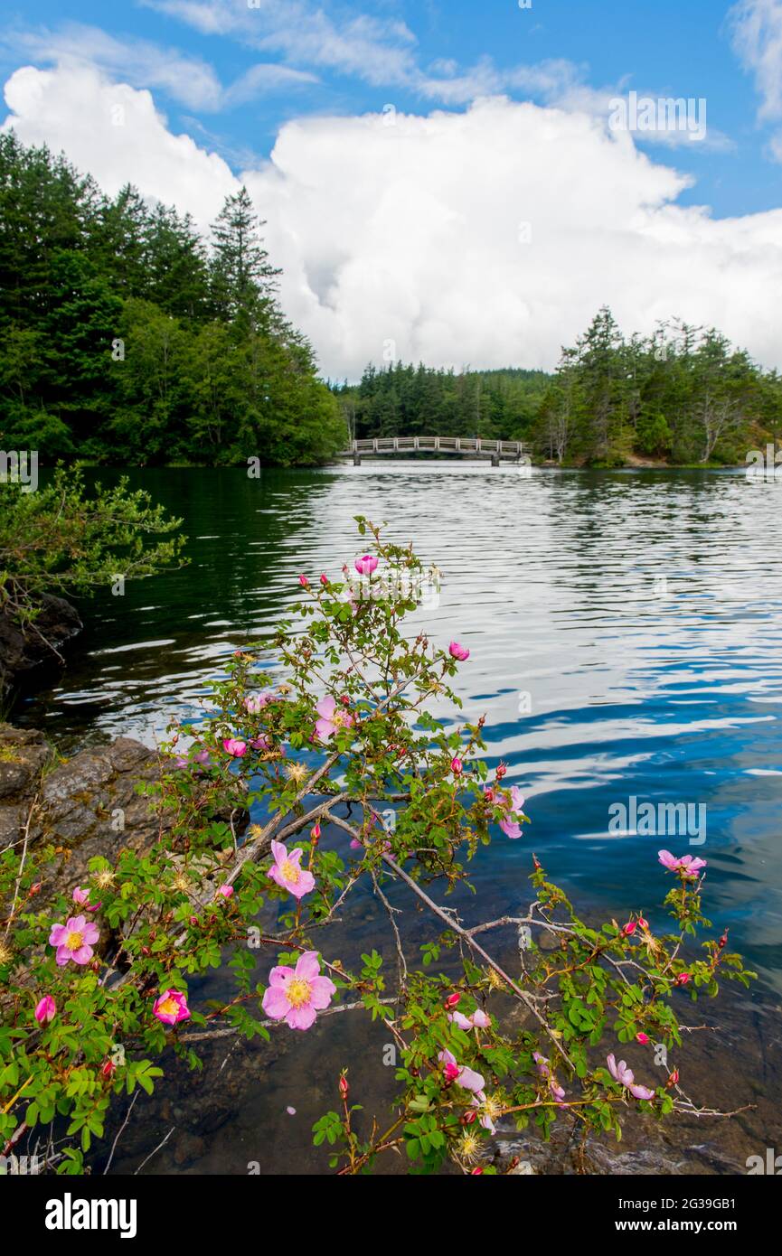 Le rose di Nootka (Rosa nutkana var. Nutkana) che crescono sulla riva del lago Cascade nel parco statale di Moran sull'isola di Orcas, isole di San Juan a Washington Stat Foto Stock