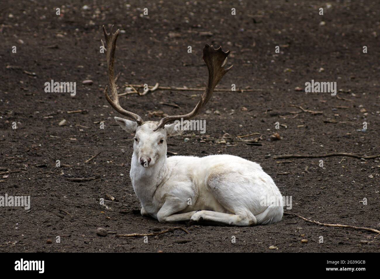 Ritratto di cervo bianco Foto Stock
