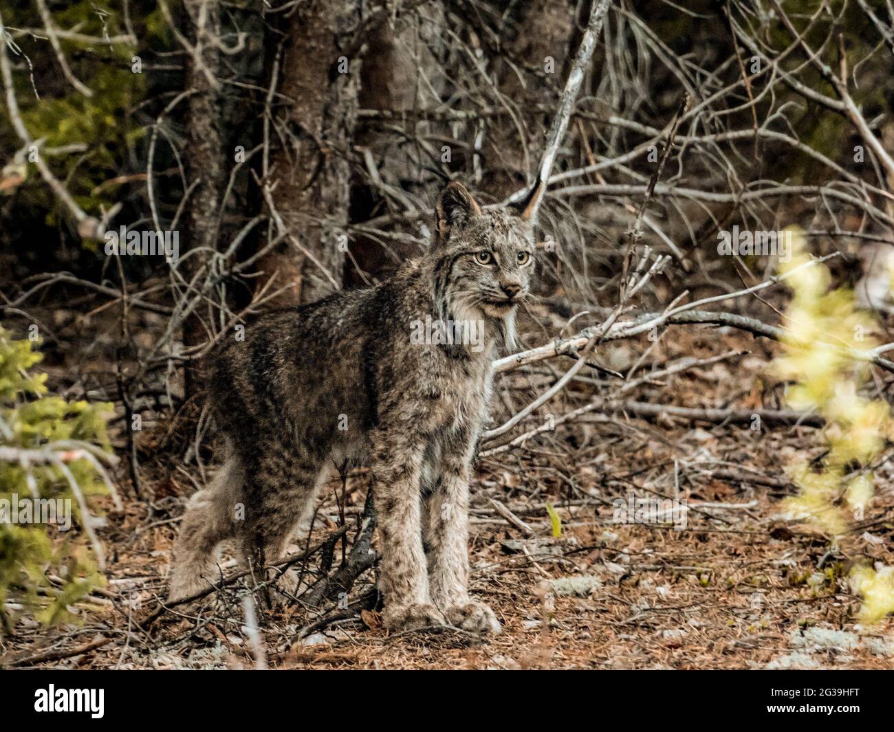 Lynx (gatto selvatico, bobcat) a caccia di lepre nella natura selvaggia canadese Foto Stock