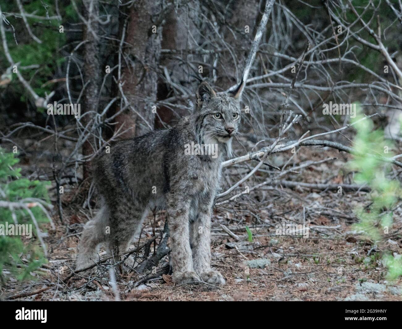 Lynx (gatto selvatico, bobcat) a caccia di lepre nella natura selvaggia canadese Foto Stock