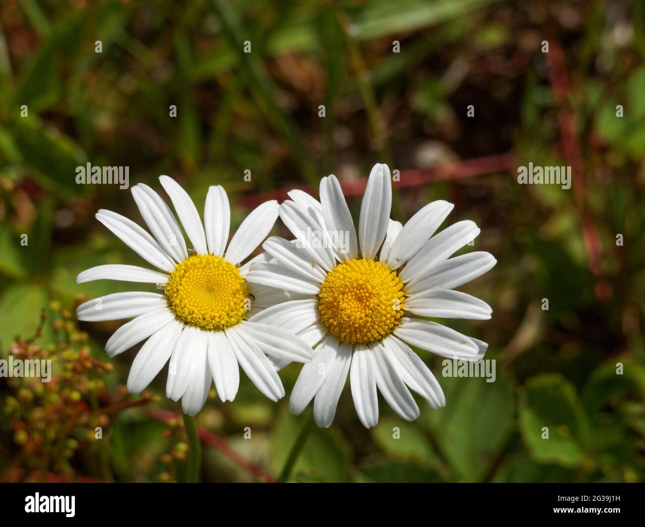 Daisie selvatiche in un campo. Quebec, Canada. Foto Stock