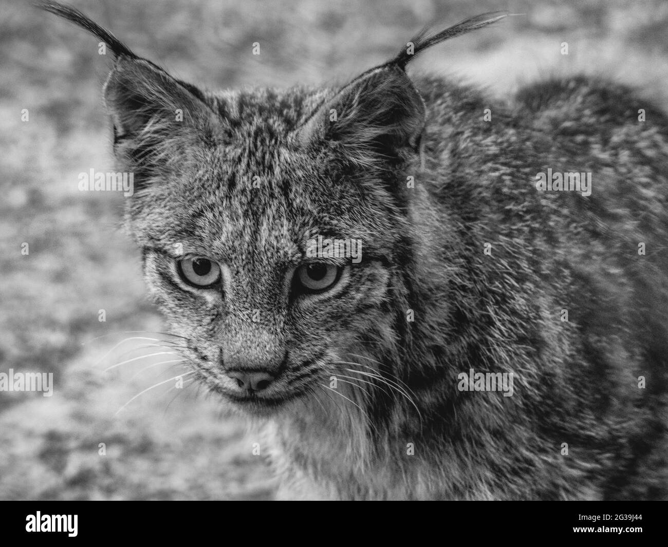 Pelliccia di lince Foto e Immagini Stock in Bianco e Nero - Alamy