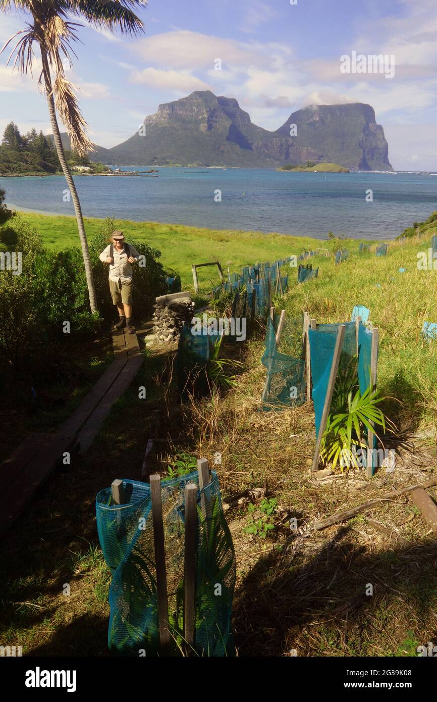 Sforzi di rivegetazione sopra Old Settlement Beach, Lord Howe Island, NSW, Australia. No MR o PR Foto Stock