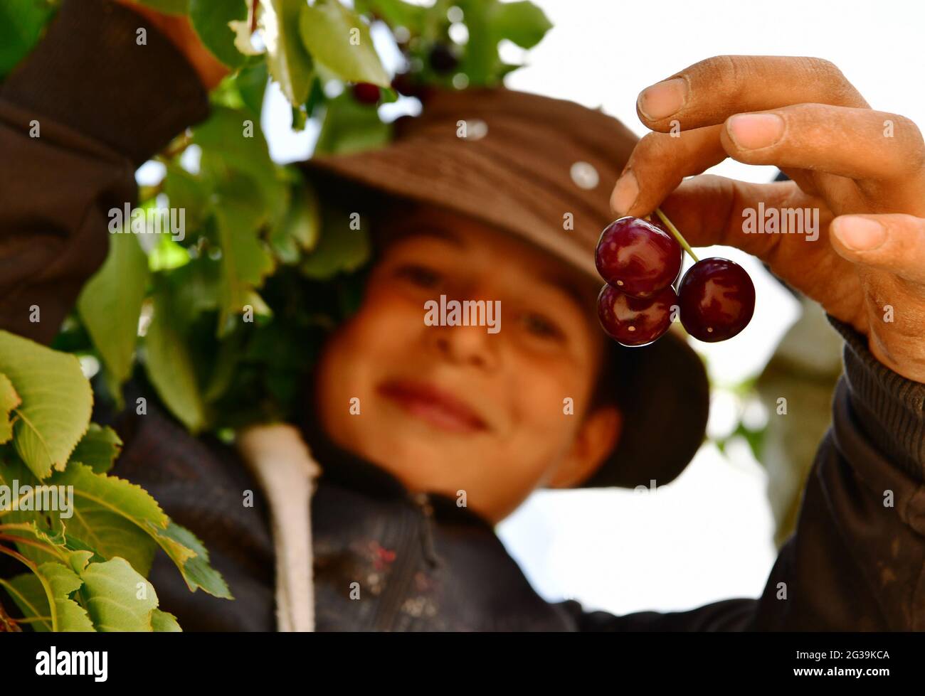 Damasco, Siria. 14 Giugno 2021. Un ragazzo siriano mostra le ciliegie nella regione di Qalamoun nella campagna settentrionale di Damasco, Siria, 14 giugno 2021. Credit: Ammar Safarjalani/Xinhua/Alamy Live News Foto Stock