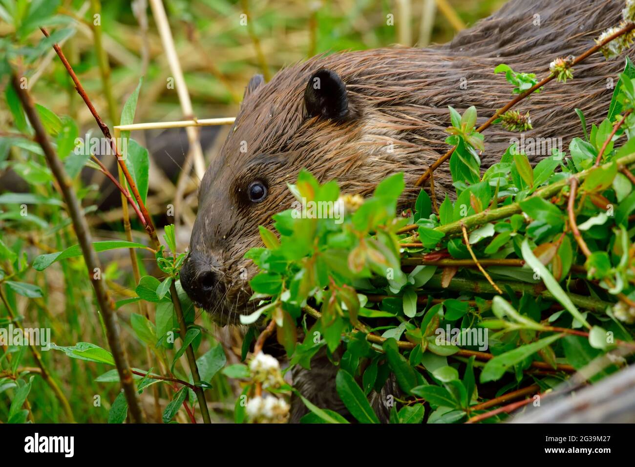 Una vista laterale ravvicinata di un selvaggio Beaver 'Castor canadensis', raccogliendo rami salici per tornare al Lodge per dare da mangiare ai giovani castori. Foto Stock