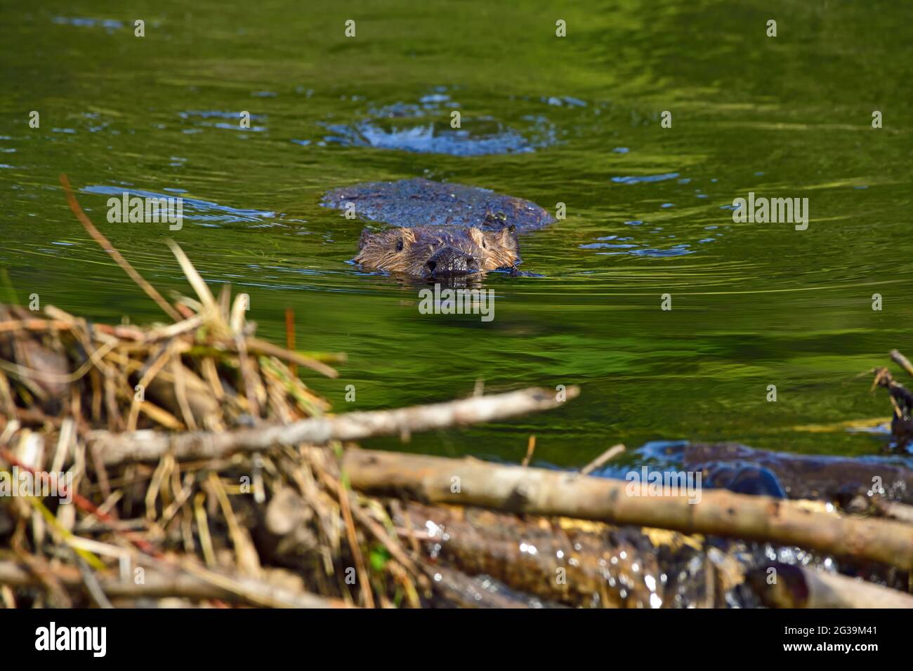 Un castoro selvatico 'Castor canadensis', che porta un carico di fango umido per impacchettare la parte superiore della sua diga di castoro Foto Stock