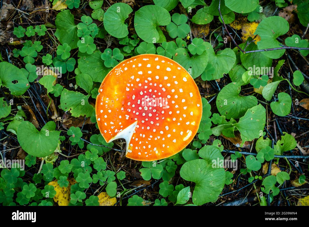 Vista dall'alto del cappello dei funghi amanita in una foresta russa Foto Stock