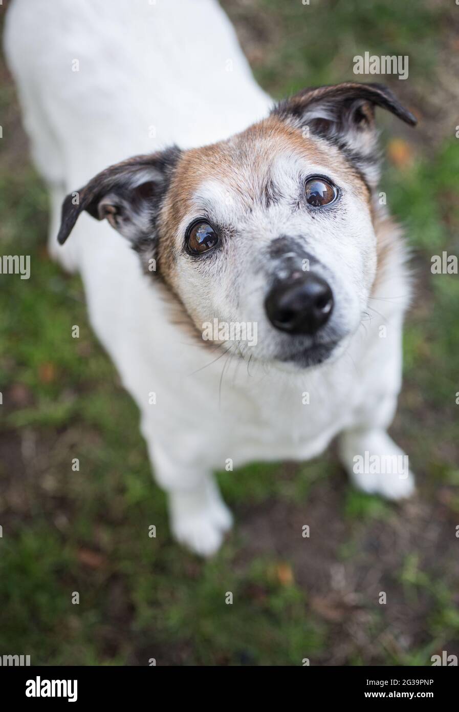 Età matura Jack Russell Terrier Foto Stock
