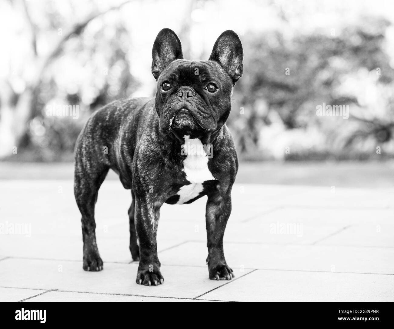 Bulldog francese Foto Stock