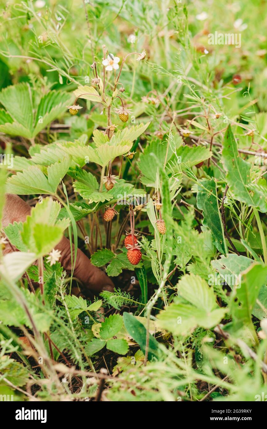 Piccola cespuglio di fragole nella foresta. Fragole rosse e fiori bianchi in prato selvatico, primo piano. Raccolta a mano di fragole. Cornice verticale Foto Stock