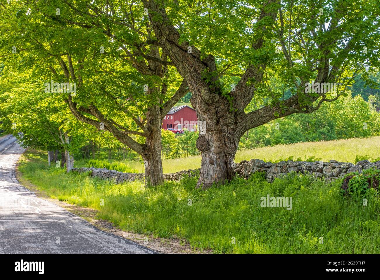 Un pascolo situato su East Street a Petersham, Massachusetts Foto Stock