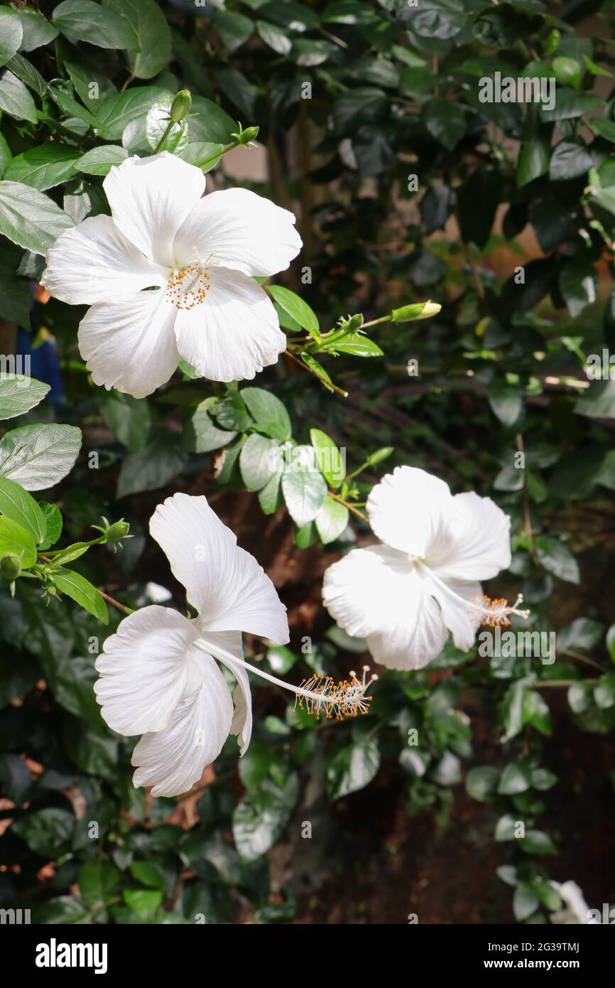 fiori bianchi di ibisco luminoso ad angoli diversi con foglie di verde scuro in un giardino Foto Stock