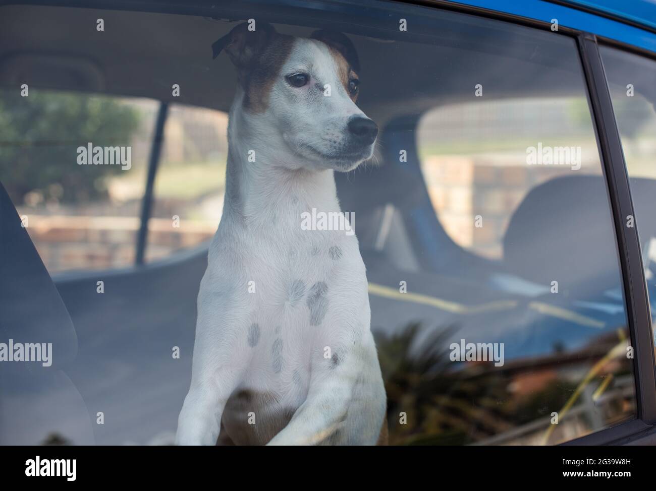Cane bloccato all'interno del veicolo con finestrini chiusi Foto Stock
