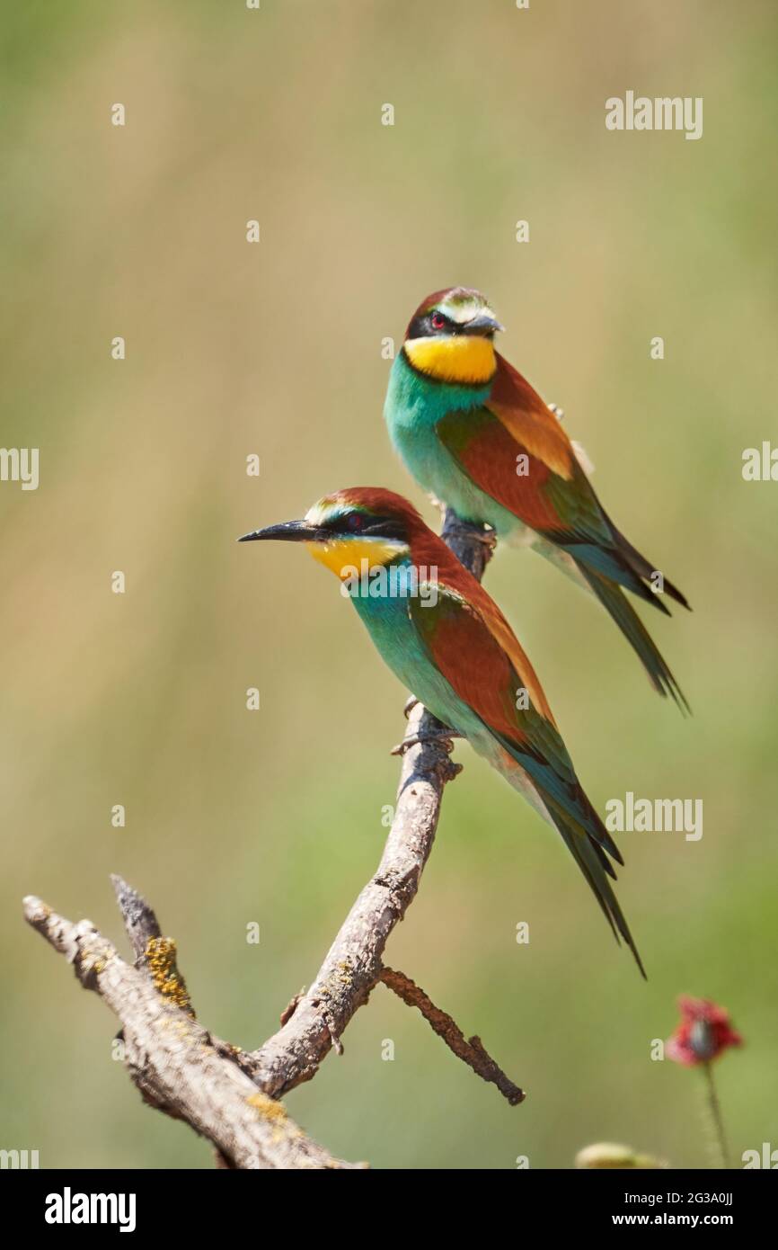 Due bee-eaters europei arroccati su un ramo, l'apiaster Merops. Foto Stock
