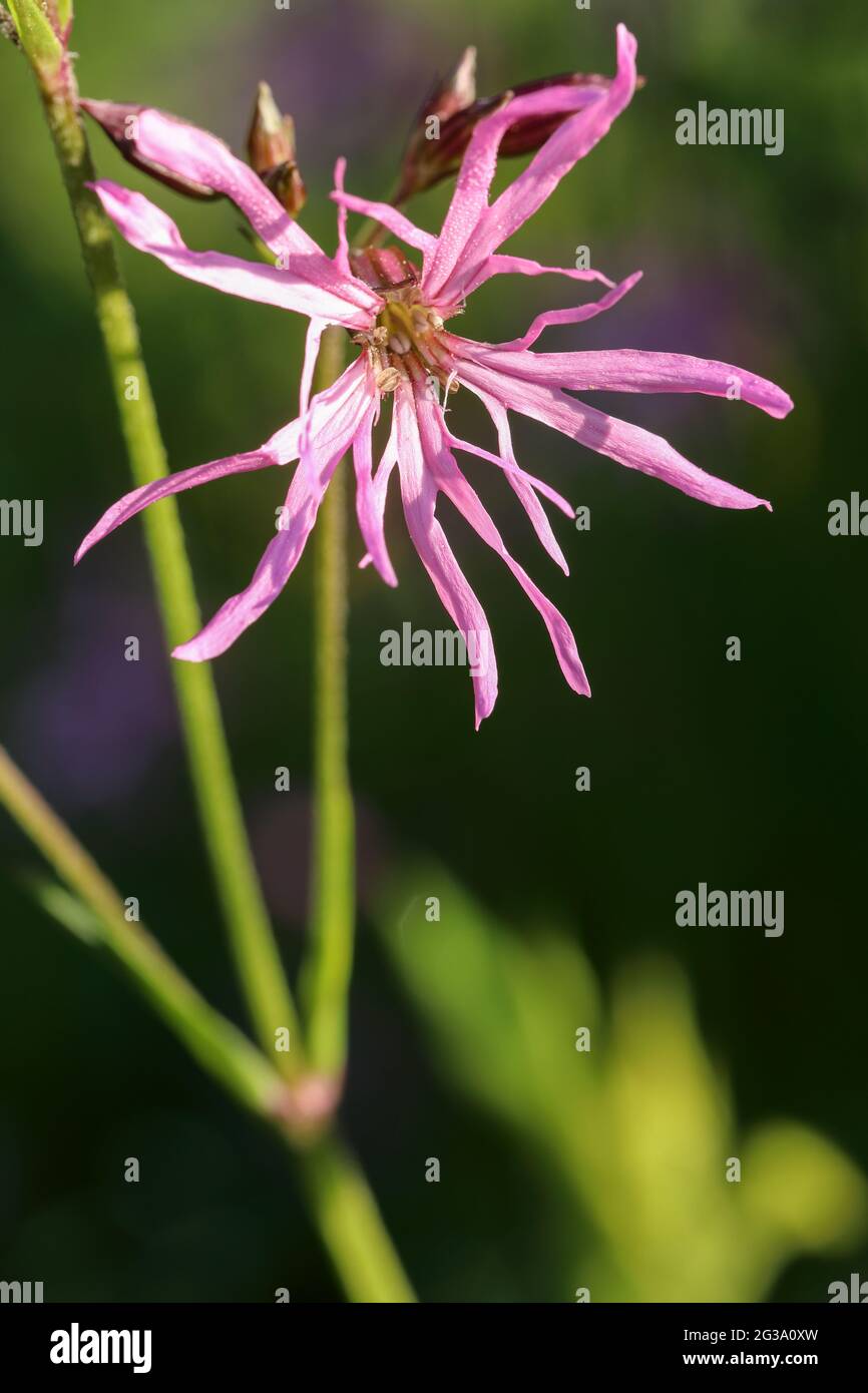 Ragged-robin (Lychnis flos-cuculi) Foto Stock