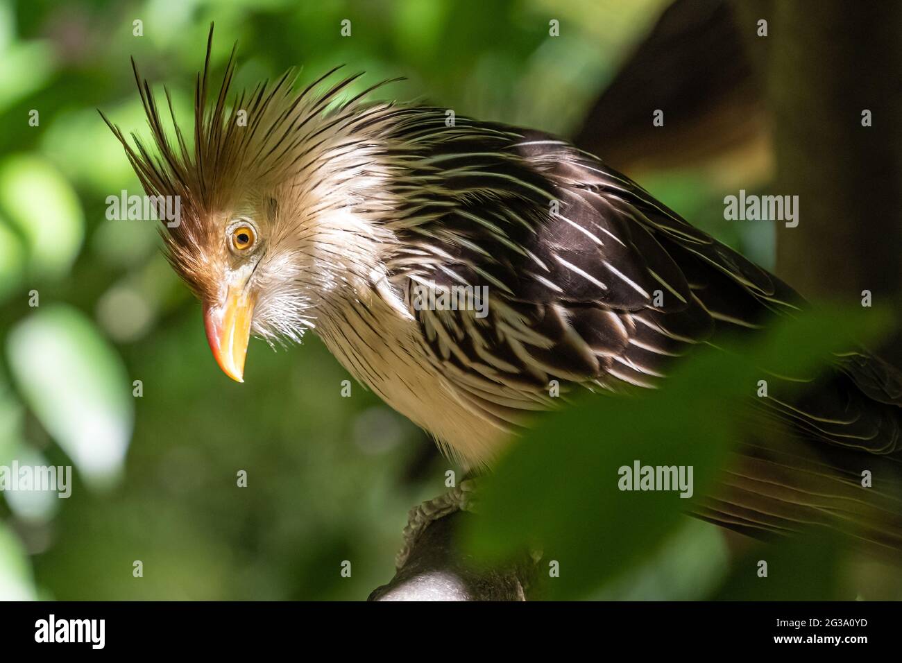 Guira cucuculo (Guira guira), un uccello sudamericano con una cresta arancione-rufosa, allo Zoo di Atlanta, Georgia. (STATI UNITI) Foto Stock