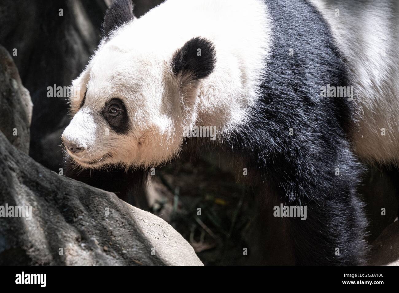 L'orso gigante del panda (Ailuropoda melanoleuca) allo Zoo Atlanta ad Atlanta, Georgia. (STATI UNITI) Foto Stock
