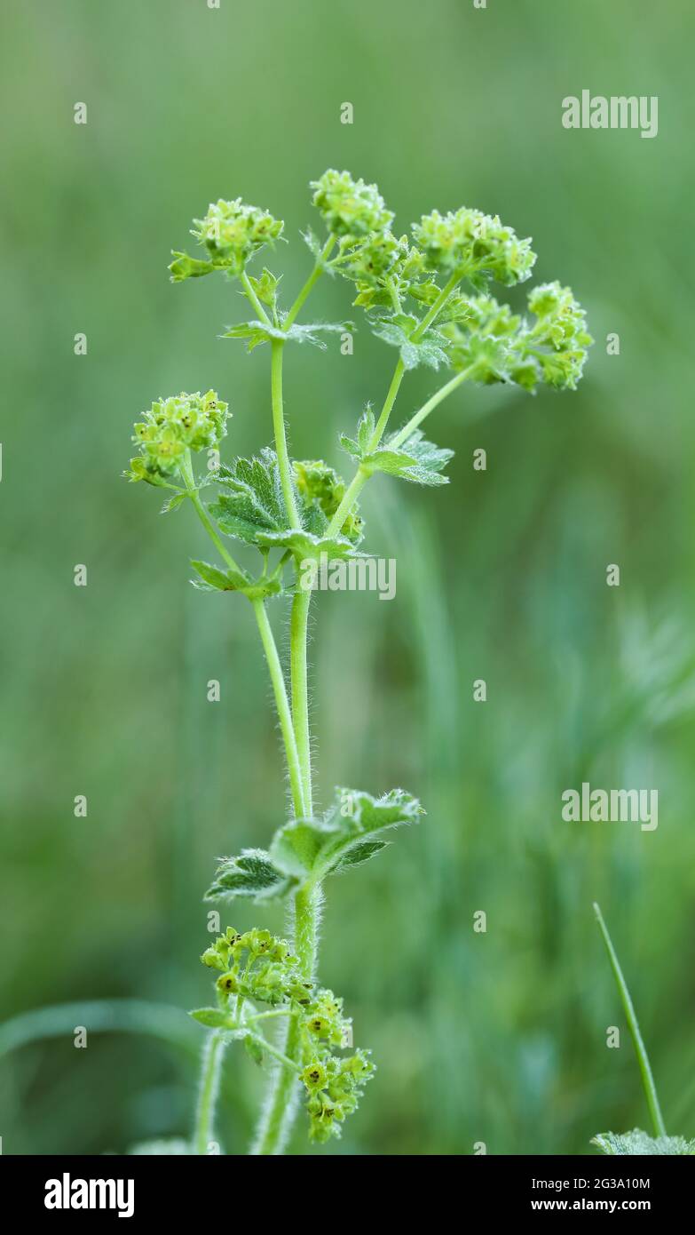 Mantello della signora (Alchemilla sp.) Foto Stock