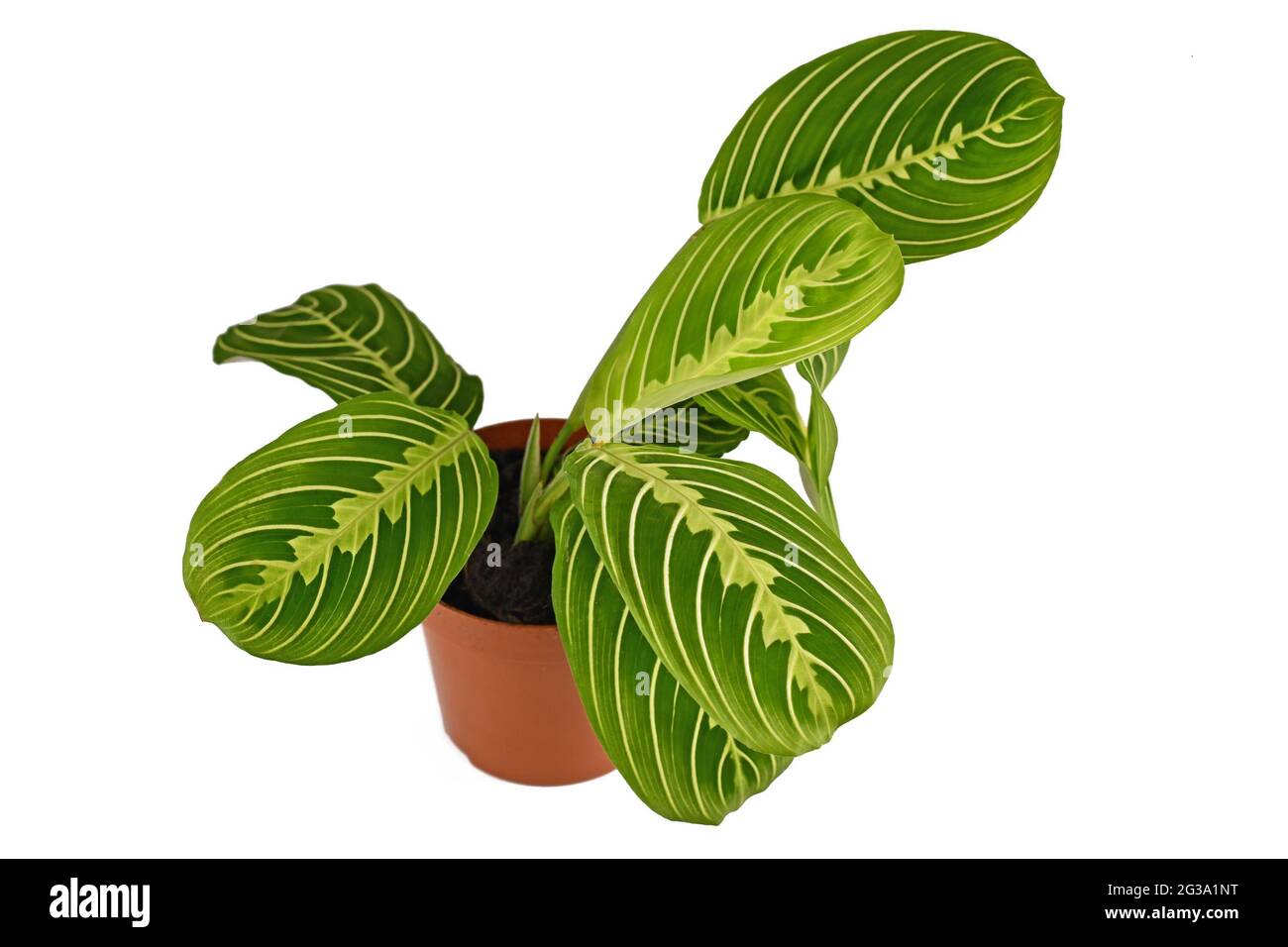 Piante esotiche verdi venate 'Maranta Leuconeura Limone Lime' in vaso di fiori isolato su sfondo bianco Foto Stock