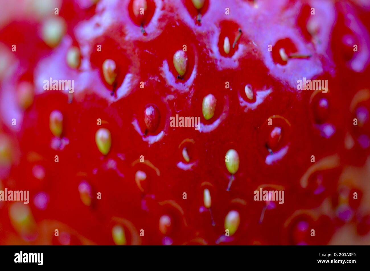 Nahaufnahme einer herrlichen roten frisch gepflückten Erdbeere aus dem eigenen Garten Foto Stock