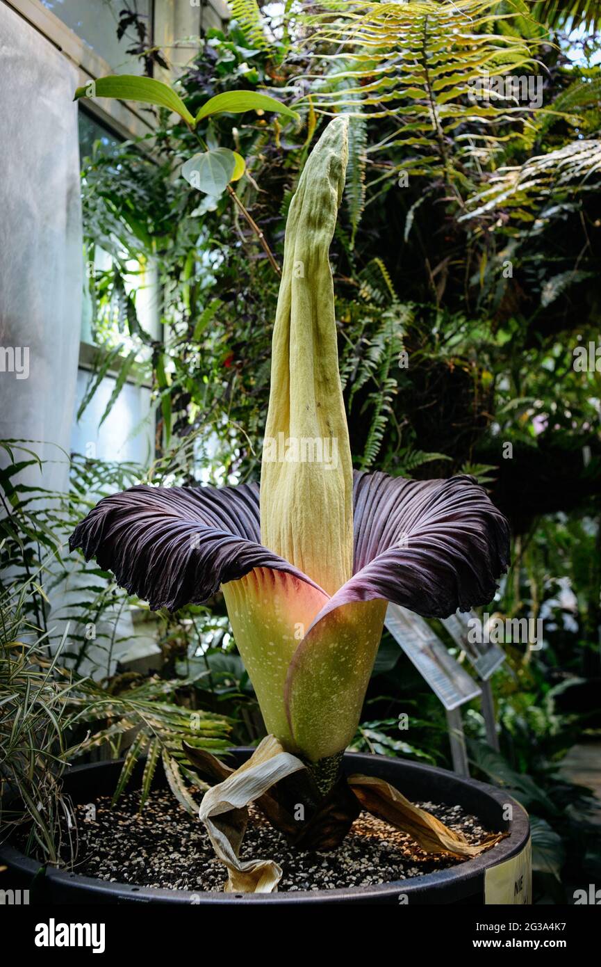 Arum di titanio, titanio di Amorphophallus (fiore di cadavere) nel giardino botanico dell'università di Varsavia Foto Stock