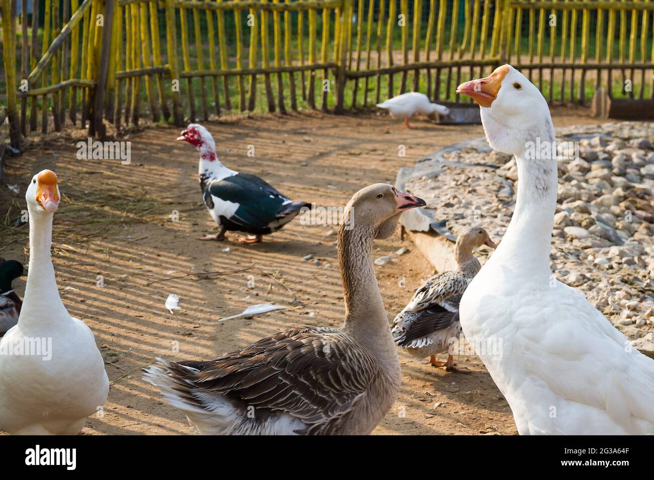 Pollame domestico in un giardino di cortile. Foto Stock