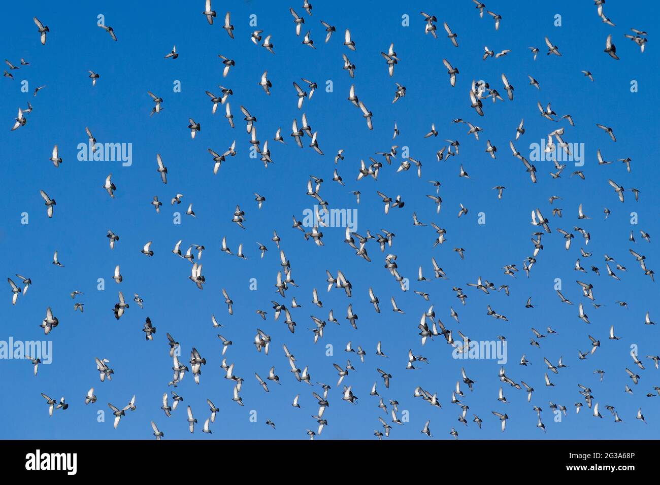 Enorme gregge di piccioni in volo. Foto Stock