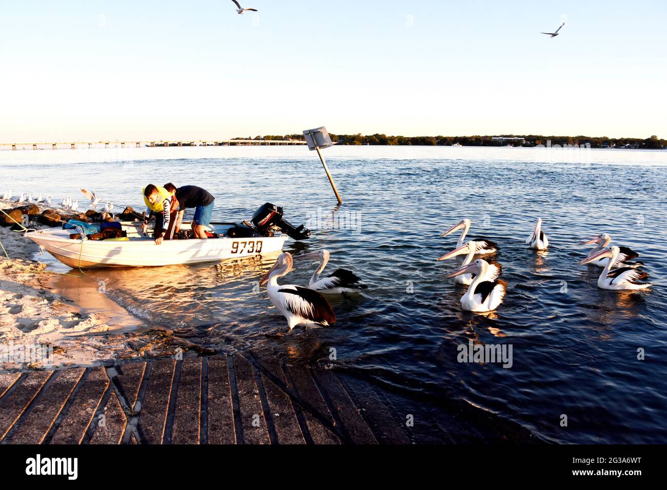 PELLICANI AUSTRALIANI Foto Stock